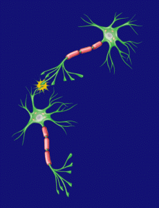 Neuronen 'vuren' wanneer een stroomstootje overspringt van de ene synaps naar de andere